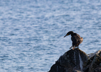 Cormorans
