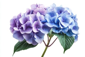 Stunning Purple Hydrangea Blooms on a Bright White Canvas - A Celebration of Nature's Beauty and Spring Colours