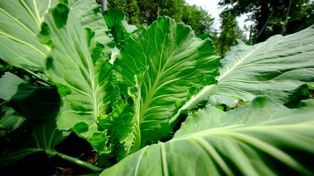 Close up shot of white cabbage leaves start to curl and form small head while moving camera backward revealing more veggies growing in garden beds