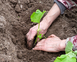 Close-up of farmer's hands planting bean seedling in soil in organic field. Garden work in spring. Traditional agriculture.