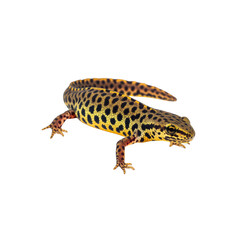 Obraz premium Yellow spotted newt isolated on white background