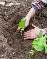 Close-up of farmer's hands planting bean seedling in soil in organic field. Garden work in spring. Traditional agriculture.