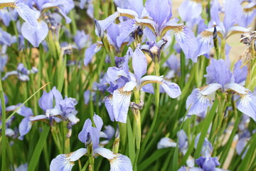 A beautiful blooming iris flower, blue in color with brown lines