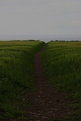 foodpath through the field to the atlantic ocean in ireland