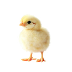 Fluffy yellow chick standing upright, showcasing its soft feathers and curious expression. This adorable bird symbolizes new beginnings and innocence