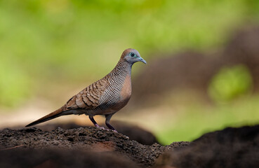 Close-up bird portrait of an adult Zebra dove (Geopelia striata) with selective focus on volcanic...