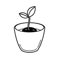 Pawpaw Seed Germination in Clear Cup View