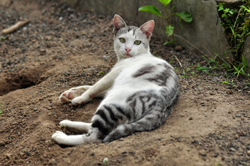 Domestic Cat Resting on Soil with Curious Expression