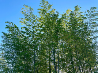 Tall green bamboo trees swaying gently under a clear blue sky. Ideal for background use,...