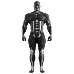 Fototapeta premium Anatomical illustration of muscular human body showcasing muscle groups and structure. This detailed representation is ideal for educational purposes in fitness and anatomy