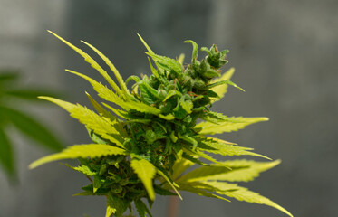 close up of a hemp blossom, cannabis, weed