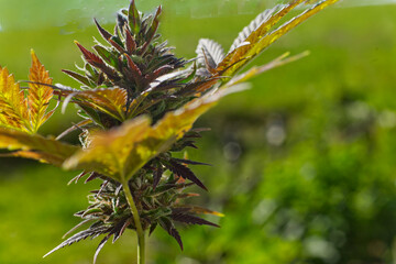 close up of a hemp blossom