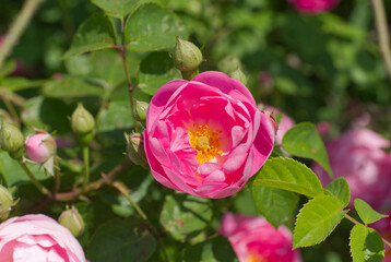 Bushrose with an impressive blossom