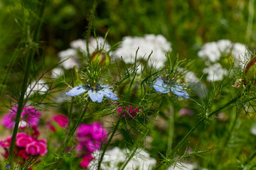 flowers in the meadow,f maiden in the green