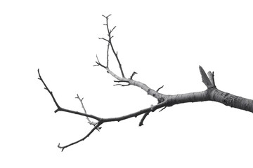 Bare Branch Isolated on transparent background Nature Photography Stock Photo