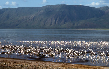 Flamant nain, phoenicopterus minor, Lesser Flamingo, colonie, nids,  parc national du lac Bogoria, Kenya