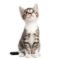 curious kitten with striped fur and bright eyes gazes upward, showcasing its playful nature and innocence. This adorable feline is perfect for animal lovers