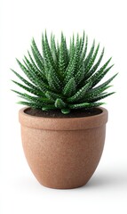 3D Render of Succulent in Brown Pot on White Background