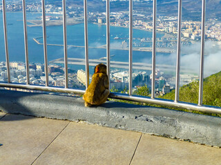 Contemplative Barbary Macaque Looking Over Gibraltar City