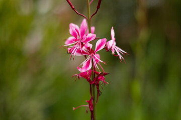 Pink gaura flowers. Close-up Beeblossom flowers or Gaura lindheimeri