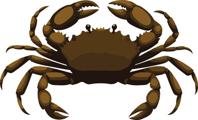 Green shore crab illustration detailed vector art