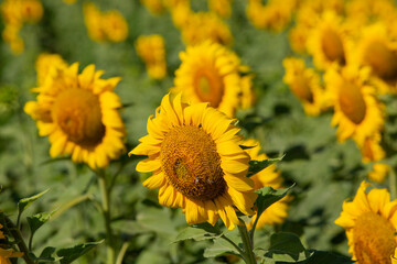 sunflower field and close-up sunflowers