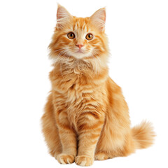 Fluffy orange cat with bright eyes sitting gracefully against transparency background, exuding playful and curious demeanor