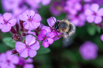 A bee hovering over delicate pink flowers, collecting pollen and nectar in a garden setting.