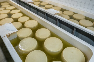 Traditional production process of Parmigiano-Reggiano hard cheese in Parma, Italy