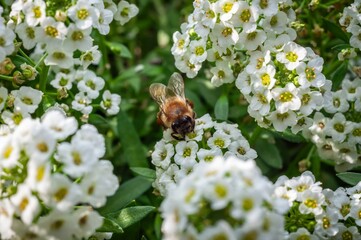 A bee gathers nectar from delicate white alyssum flowers in a sunny garden scene.