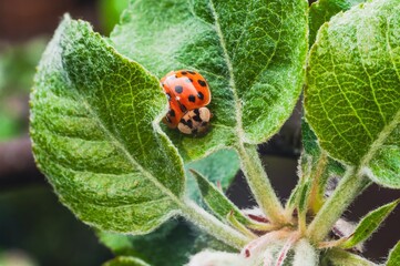 A vibrant close-up of a ladybug resting on a lush, green leaf in the sunlight.
