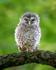 Barred owlet