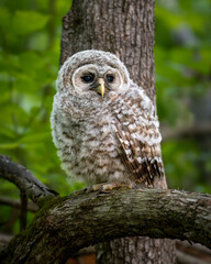 Barred owlet