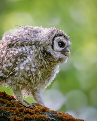 Barred owlet