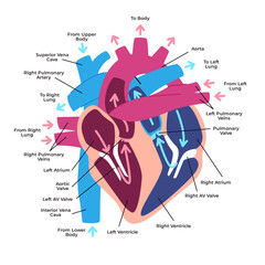 Human heart anatomy structures and blood flow pathways superior and inferior vena cava atria ventricles pulmonary arteries and veins with label