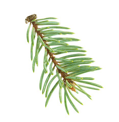 fir tree branches isolated on transparent, png. Branch tree, fir evergreen twig to xmas holiday