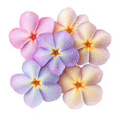 Obraz premium Beautiful plumeria flowers with droplets, showcasing pink, purple, and white hues, create vibrant and fresh floral arrangement