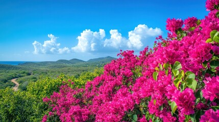 Obraz premium Vibrant magenta flowers bloom against a landscape of rolling hills under a blue sky