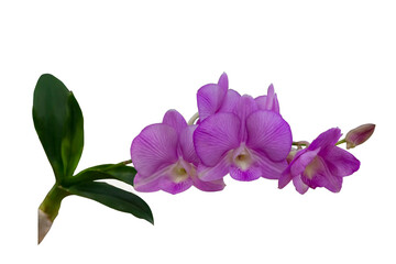 Purple and pink dendrobium orchid flower with isolated on transparent background, PNG	