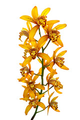 Closeup of Yellow orchids (Cymbidium) in bloom with isolated on transparent background, PNG	