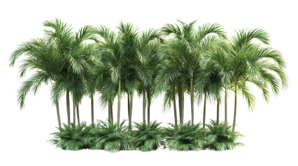 Group of Roystonea regia royal palm trees with green frondsTransparent background, PNG file