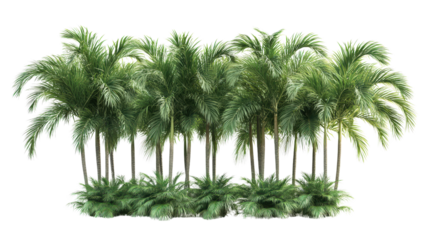 Group of Roystonea regia royal palm trees with green frondsTransparent background, PNG file