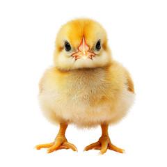 Obraz premium Fluffy yellow chick standing upright with curious expression, showcasing its soft feathers and small feet. This adorable bird captures essence of spring and new beginnings