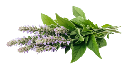 High resolution image of a small bouquet of Mexican bush sage (Salvia leucantha), perfectly cut with clear sharp focus on flowers and leaves,Transparent background, PNG file