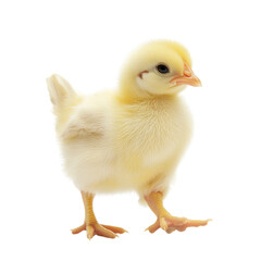 Obraz premium cute yellow chick standing on transparency background, showcasing its fluffy feathers and curious expression. This adorable bird symbolizes new beginnings and innocence