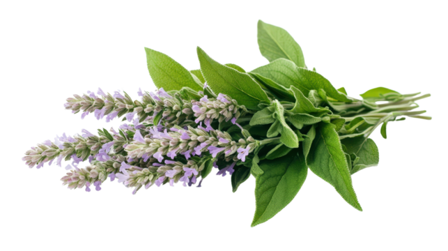 High resolution image of a small bouquet of Mexican bush sage (Salvia leucantha), perfectly cut with clear sharp focus on flowers and leaves,Transparent background, PNG file