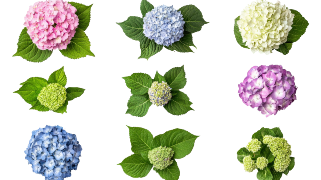 Hydrangea macrophylla mix set including blooming heads and green foliage, top view style,Transparent background, PNG file
