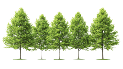 Isolated front view of multiple Metasequoia glyptostroboides trees with vibrant green color,Transparent background, PNG file