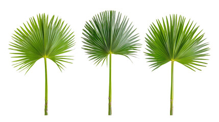 Isolated set of Sabal palms featuring symmetrical fan leaves, bright and clean front view,Transparent background, PNG file