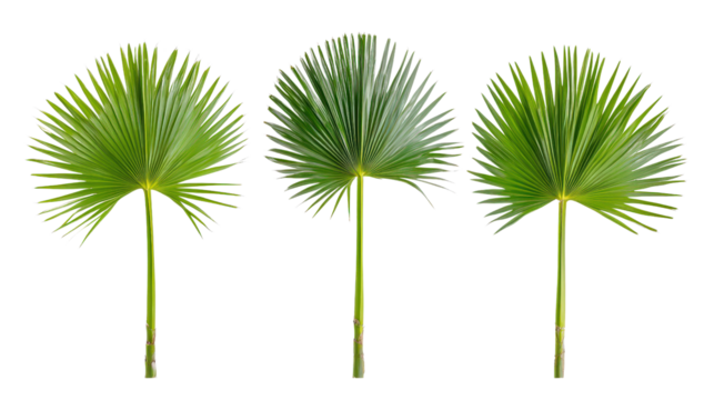 Isolated set of Sabal palms featuring symmetrical fan leaves, bright and clean front view,Transparent background, PNG file